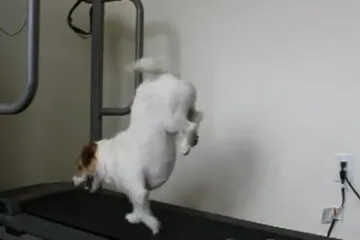 Dovedite svoja tijela u formu s ovim neodoljivim psićem