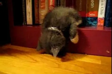 Mačkica zaspala za knjigom