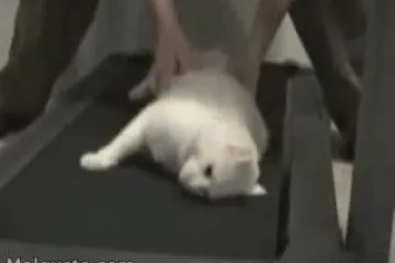 Najljenija mačka na svijetu