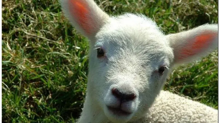 Otkazan susret zbog janjetine