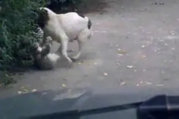 Zločesti pas prestrašio macu pa dobio po njušci