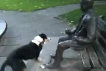 Pas se želi igrati s kipom