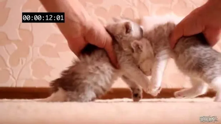 Daleko najslađi sudar na svijetu