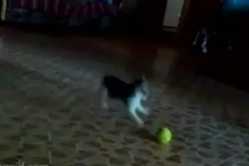 Mačkica ne voli tenisku lopticu