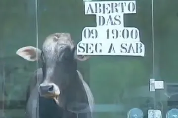 Bik "shopingirao" po butiku