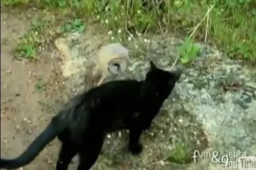 Ljubav mačkice i sove