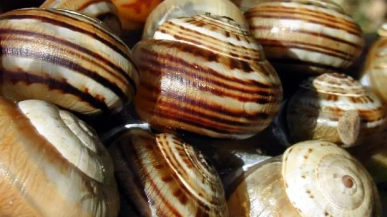 Ukrali dvanaest tona puževa