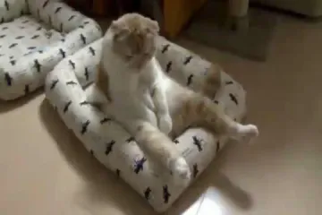 Mačka se "zavalila" u fotelju
