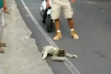 Ljenjivac vjeruje da može letjeti