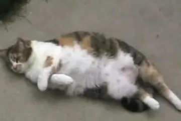 Lijena debela mačka s posebnim talentom