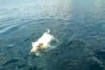 Bijela krava preplivala milju