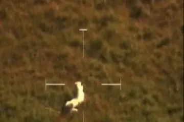 Plišani tigar digao policiju