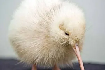Izlegao se bijeli kiwi na Novom Zelandu
