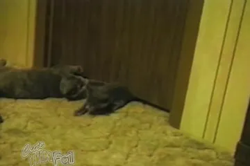 Gipka mačka provukla se ispod vrata