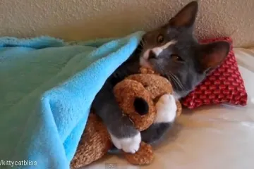 Mačak obožava plišanog medu