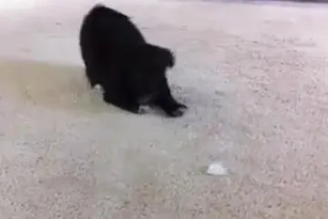 Psić u borbi s kockicom leda