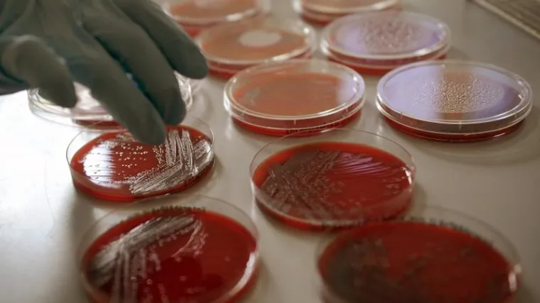 Smrtonosna zaraza poharala Europu