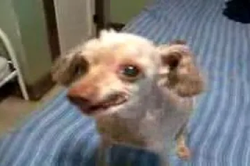 Postoji li čudniji pas od ovoga?