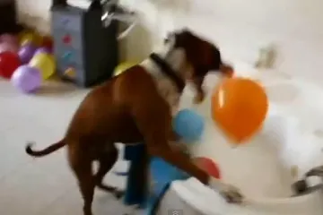 Pas proslavio rođendan bušenjem balona