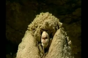 Uginuo slavni ovan Shrek