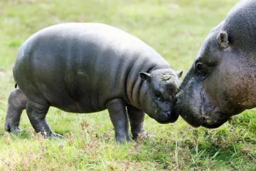 Prvo kupanje malog vodenkonja