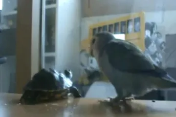 Papiga bacila kornjaču u koš za smeće