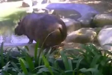 Ne približavajte se nilskim konjima