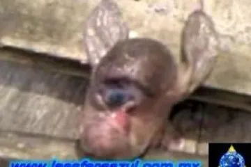 Jednooko biće prestravilo Meksikance