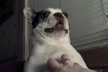 Pas ispušta čudne zvukove