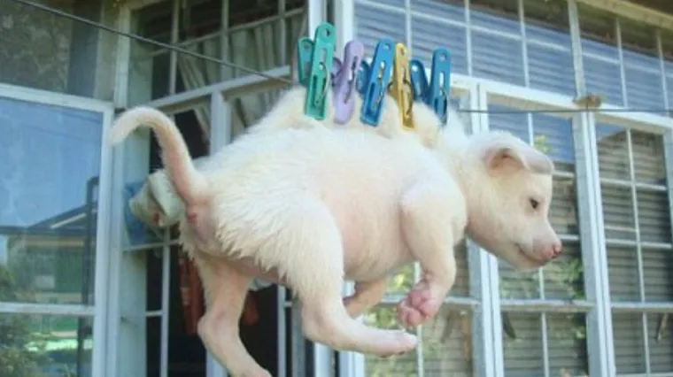 Mučio psića i slike objavio na Facebooku