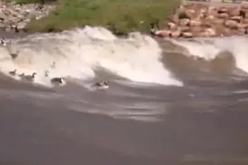 Guske surfale niz rijeku