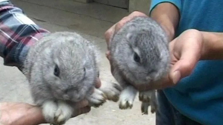 Pronašli zečiće bez ušiju