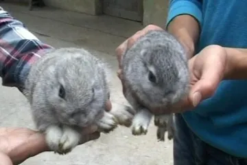 Pronašli zečiće bez ušiju