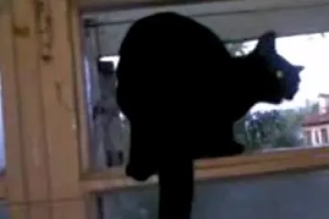 Mačka koja laje