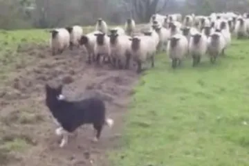 Ovce naganjale prestravljenog ovčara