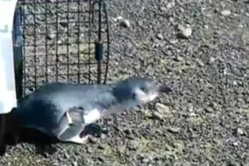 Pingvin se ne želi vratiti u prirodu