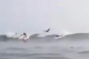 Morski pas preskakao preko surfera