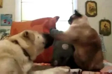 Novi boksački prvak