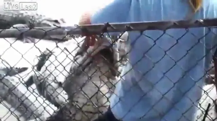 Aligator mu umalo odgrizao ruku