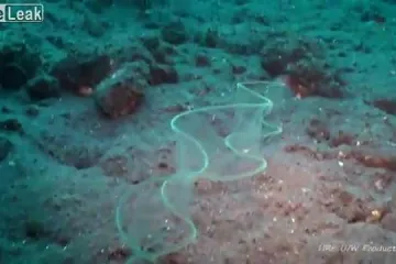 Fascinantna prozirna jegulja