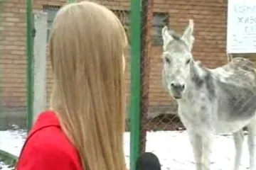 Magarac prekinuo javljanje u živo