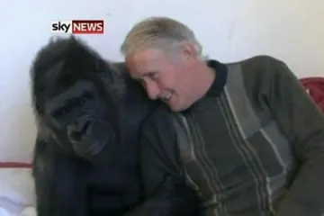 Par dijeli krevet s gorilom