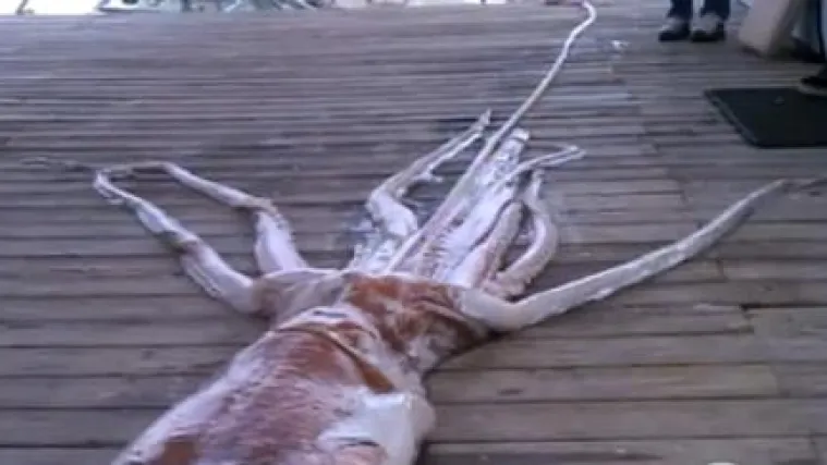 Uhvatili divovsku lignju dugu preko sedam metara!