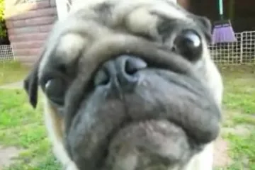 Psić zaustavio vrijeme