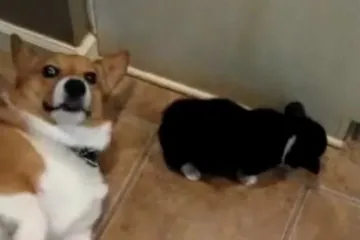 Pustio mu vjetar ravno u njušku