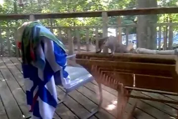 Vjeverica prešla u kamikaze