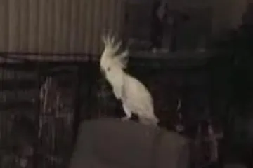 Kakadu "razvaljuje" plesom i pjevanjem