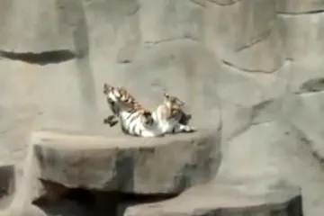 Malena ptičica preplašila ogromnog tigra