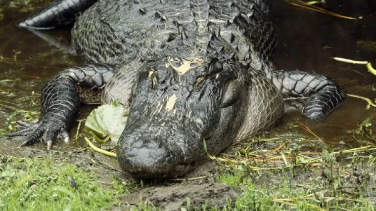 Aligator napao i ugrizao dječaka