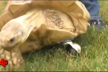 Kornjača umjesto noge ima - kotač!